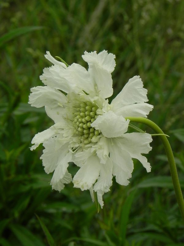 Scabiosa caucasica ‘Perfecta Alba’