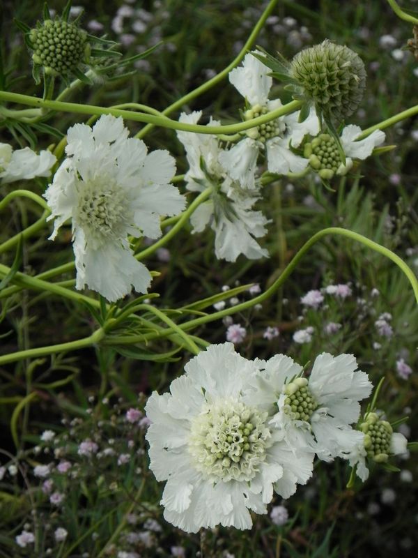 Scabiosa caucasica ‘Perfecta Alba’
