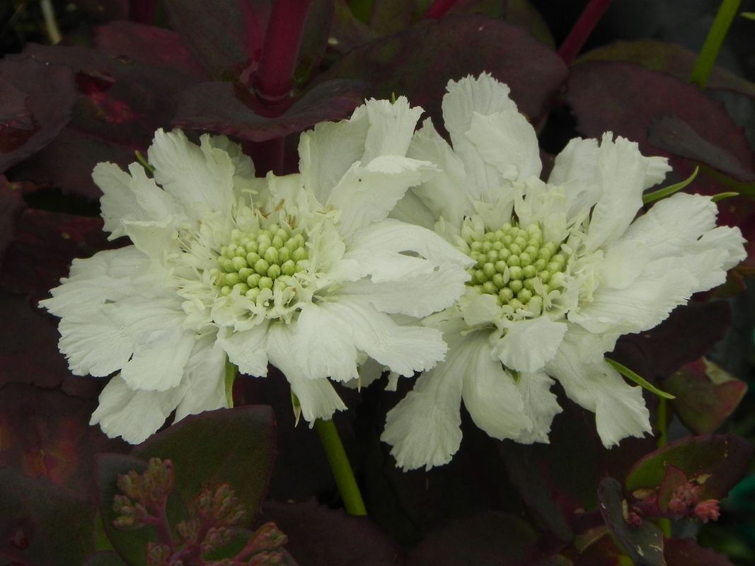Scabiosa caucasica ‘Perfecta Alba’