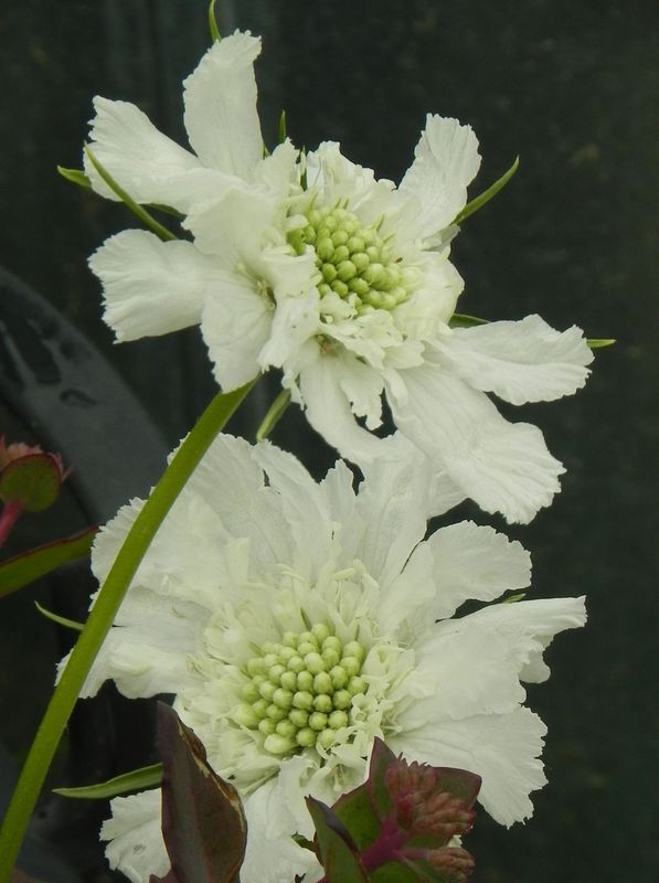 Scabiosa caucasica ‘Perfecta Alba’