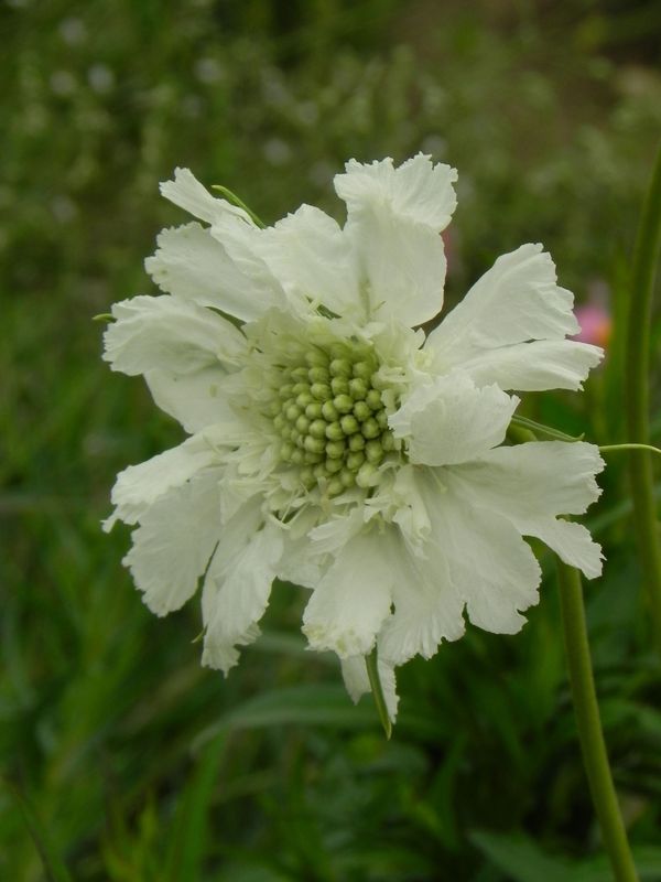 Scabiosa caucasica ‘Perfecta Alba’