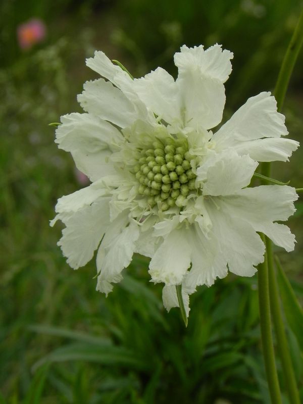 Scabiosa caucasica ‘Perfecta Alba’