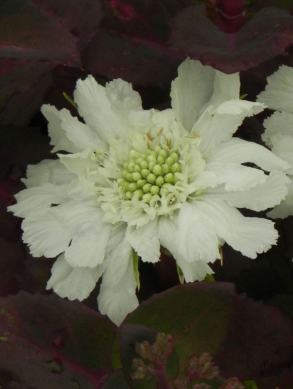 Scabiosa caucasica ‘Perfecta Alba’