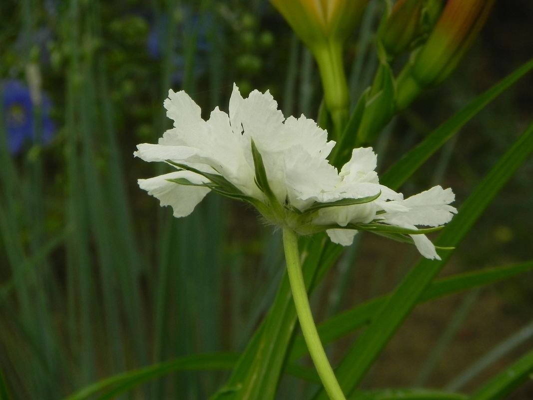 Scabiosa caucasica ‘Perfecta Alba’