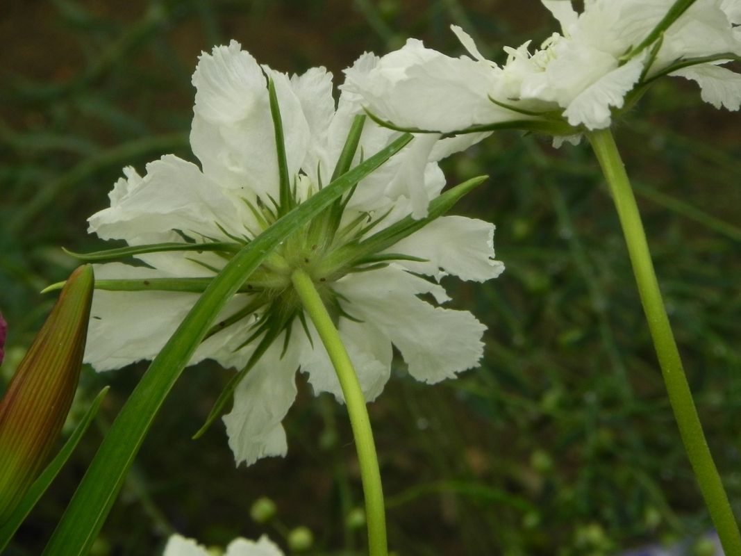 Scabiosa caucasica ‘Perfecta Alba’