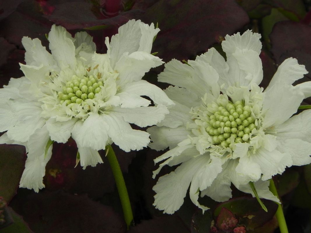 Scabiosa caucasica ‘Perfecta Alba’