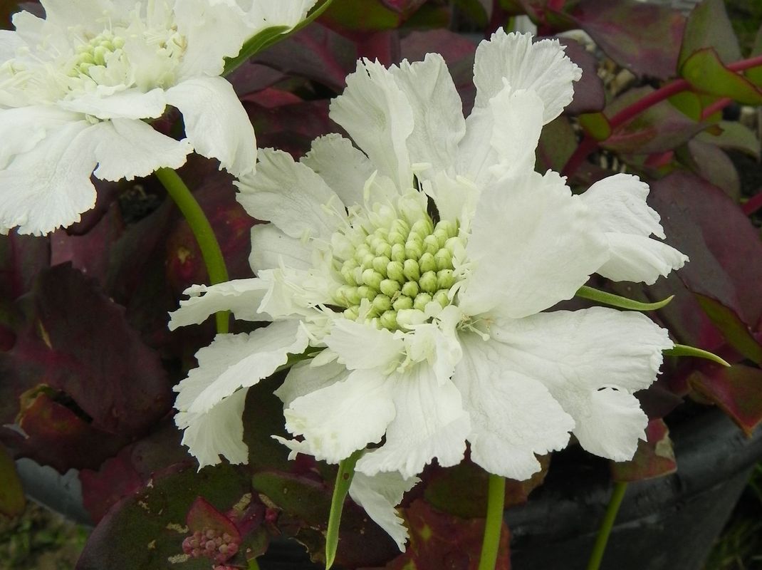 Scabiosa caucasica ‘Perfecta Alba’
