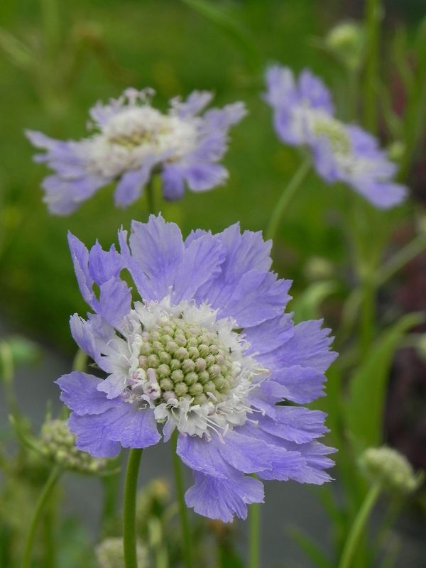 Scabiosa caucasica ‘Perfecta Mid Blue’