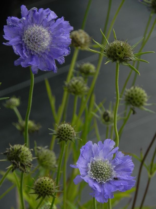 Scabiosa caucasica ‘Perfecta Mid Blue’