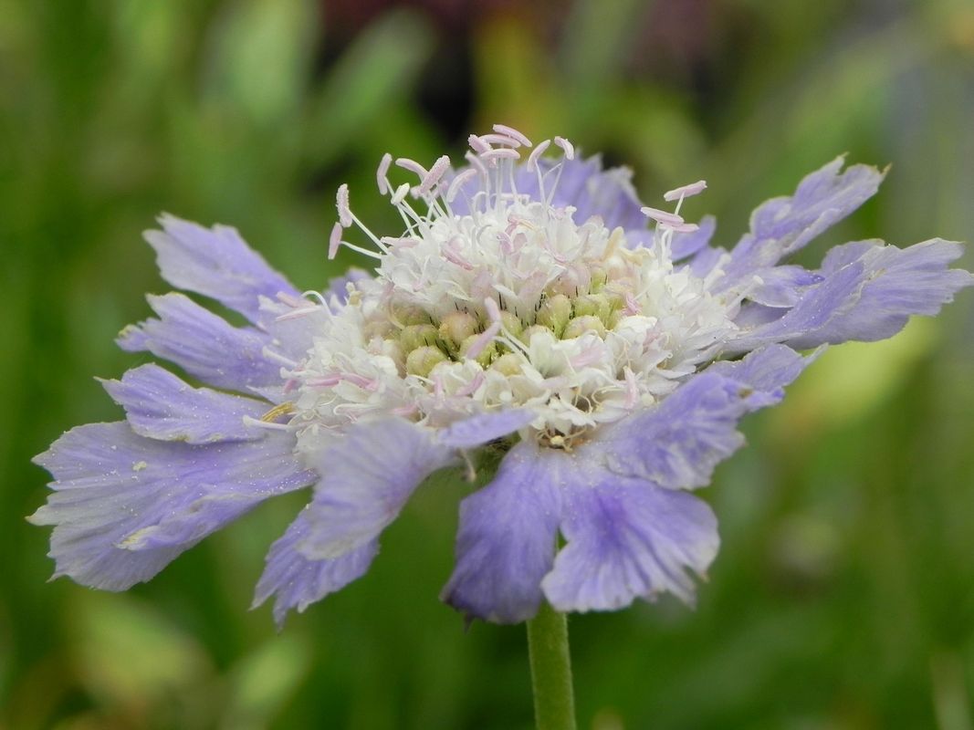 Scabiosa caucasica ‘Perfecta Mid Blue’
