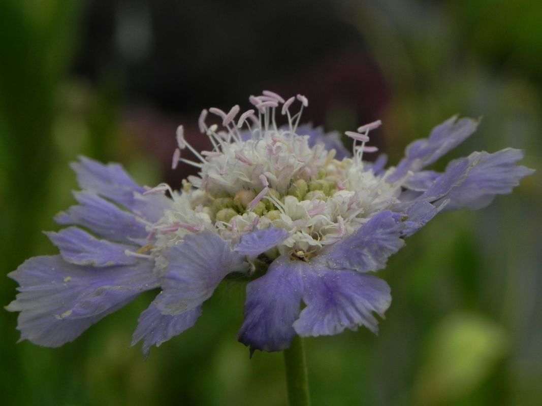 Scabiosa caucasica ‘Perfecta Mid Blue’