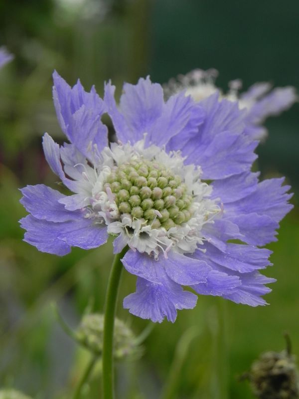 Scabiosa caucasica ‘Perfecta Mid Blue’