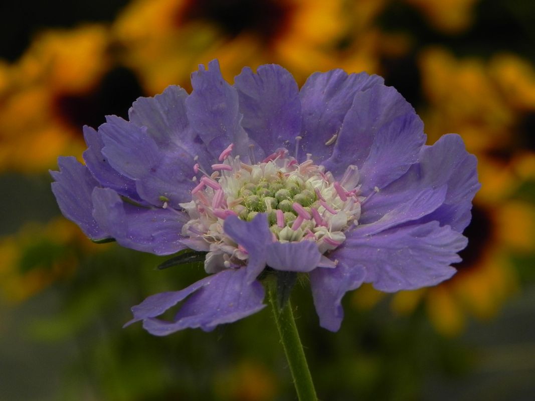 Scabiosa caucasica ‘Perfecta Mid Blue’