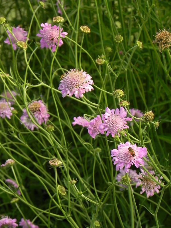 Scabiosa columbaria ‘Pink Mist’
