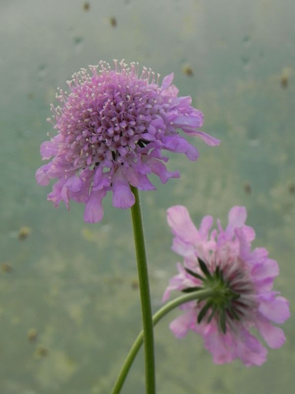 Scabiosa columbaria ‘Pink Mist’