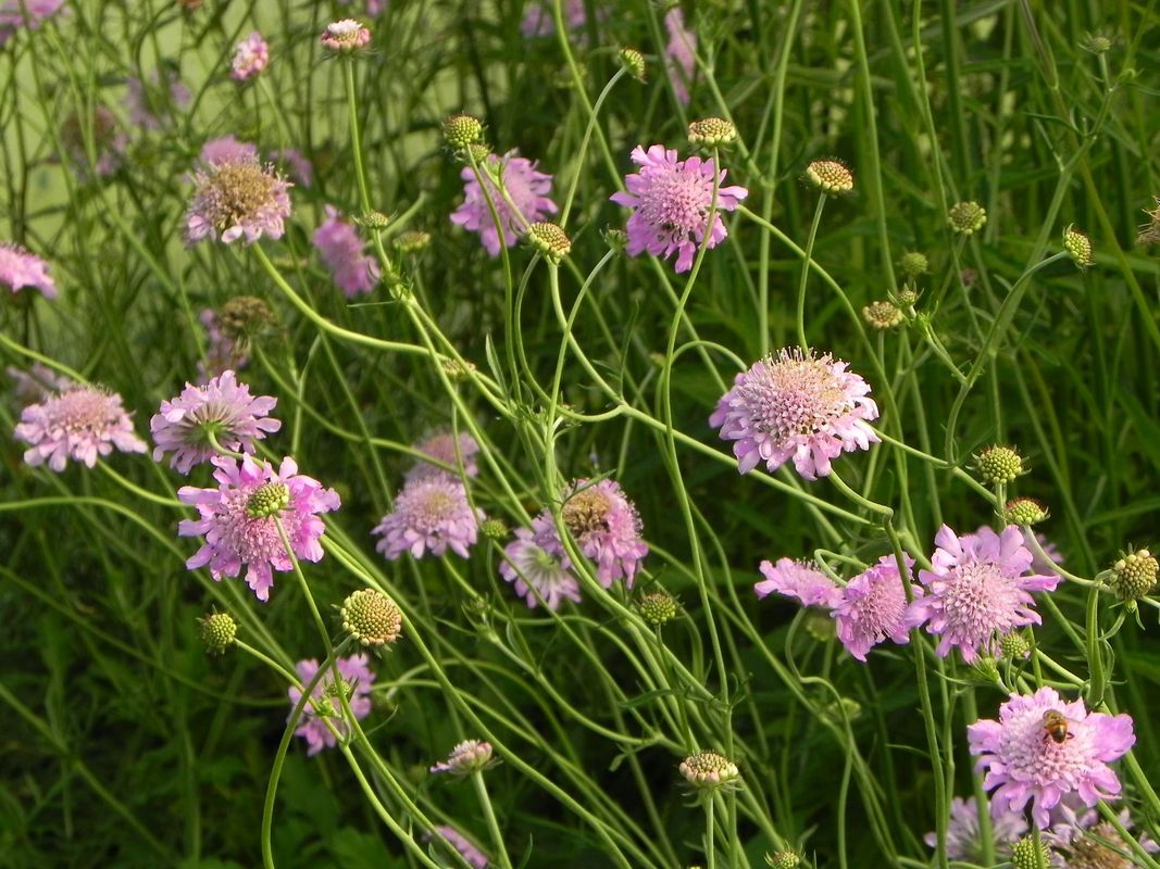 Scabiosa columbaria ‘Pink Mist’