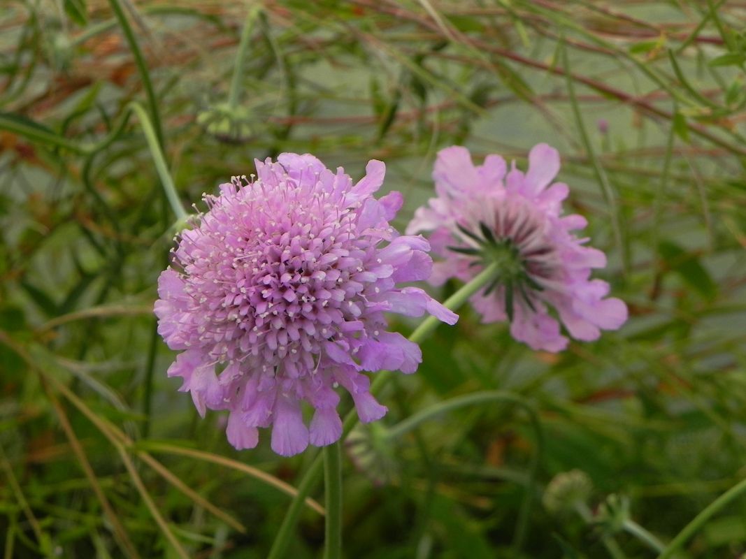 Scabiosa columbaria ‘Pink Mist’