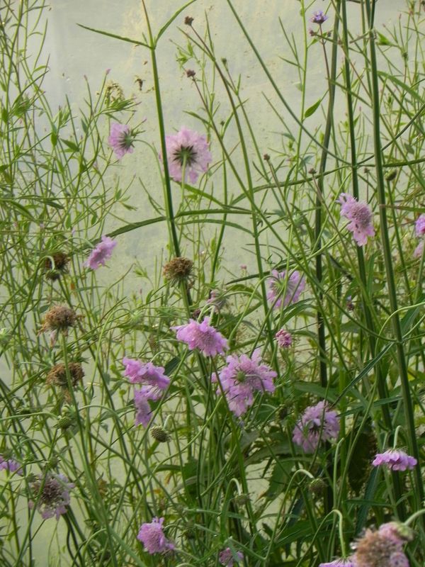 Scabiosa columbaria ‘Pink Mist’