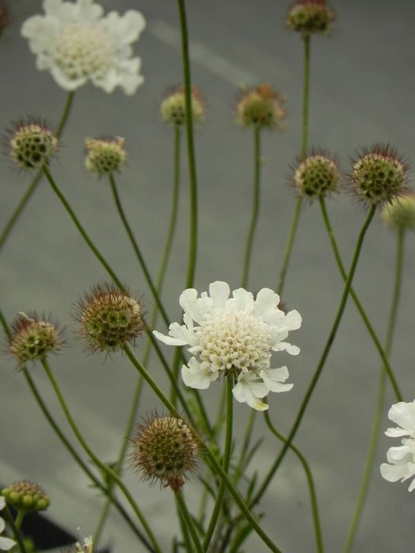 Scabiosa columbaria ‘Kudo White’