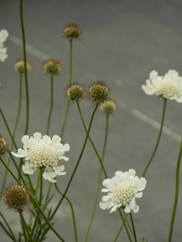 Scabiosa columbaria ‘Kudo White’