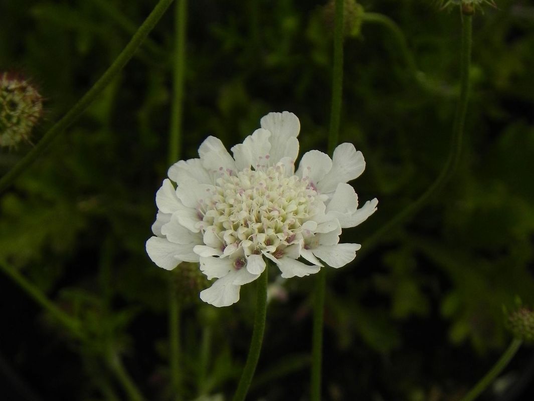 Scabiosa columbaria ‘Kudo White’