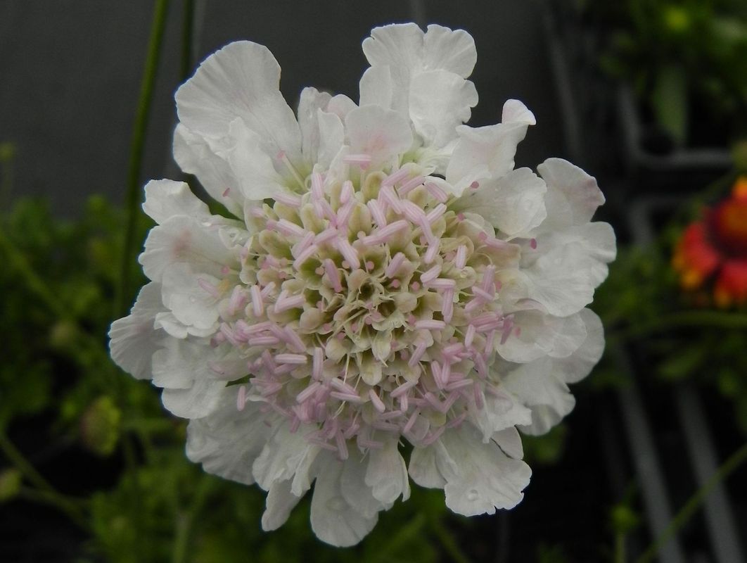 Scabiosa columbaria ‘Kudo White’