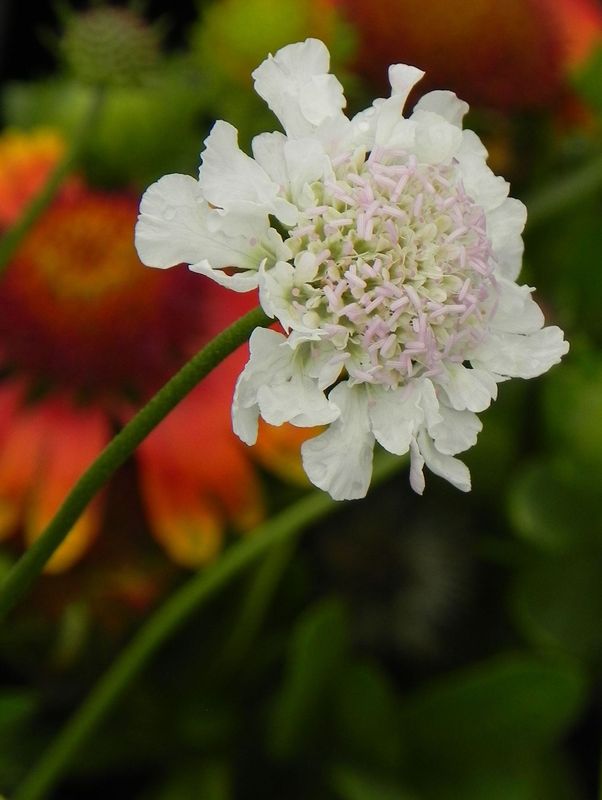 Scabiosa columbaria ‘Kudo White’