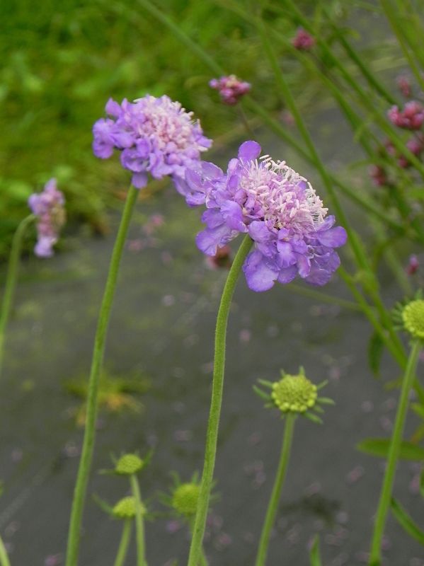Scabiosa columbaria ‘Mariposa Blue’