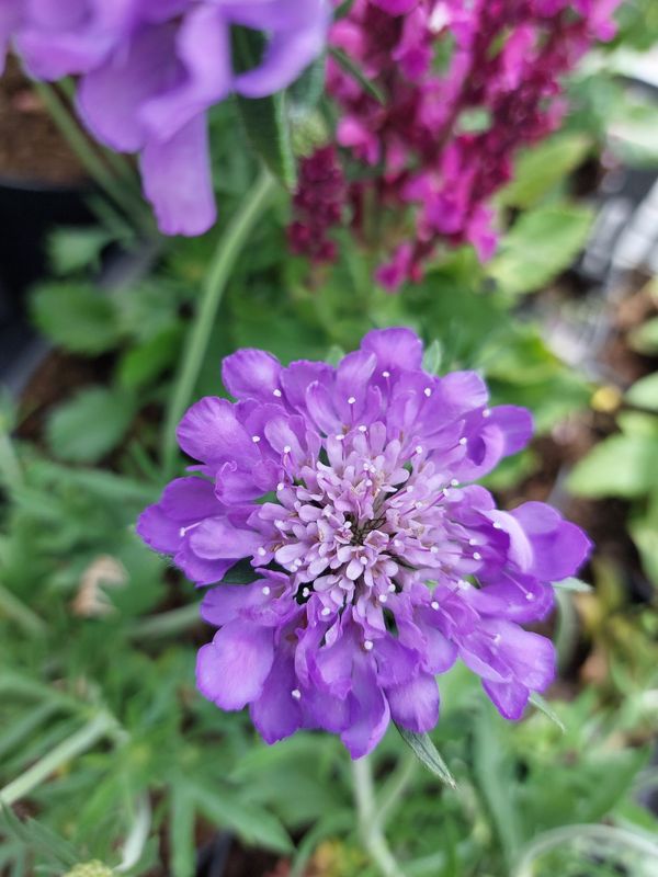 Scabiosa columbaria ‘Mariposa Blue’