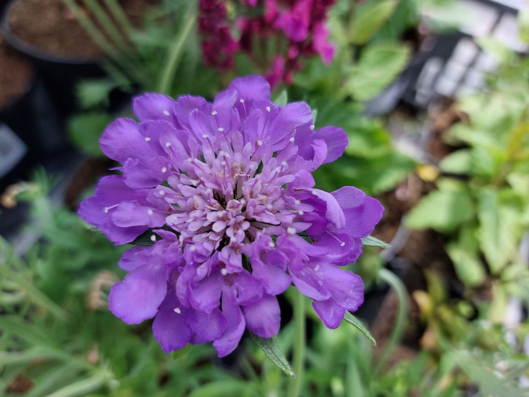 Scabiosa columbaria ‘Mariposa Blue’