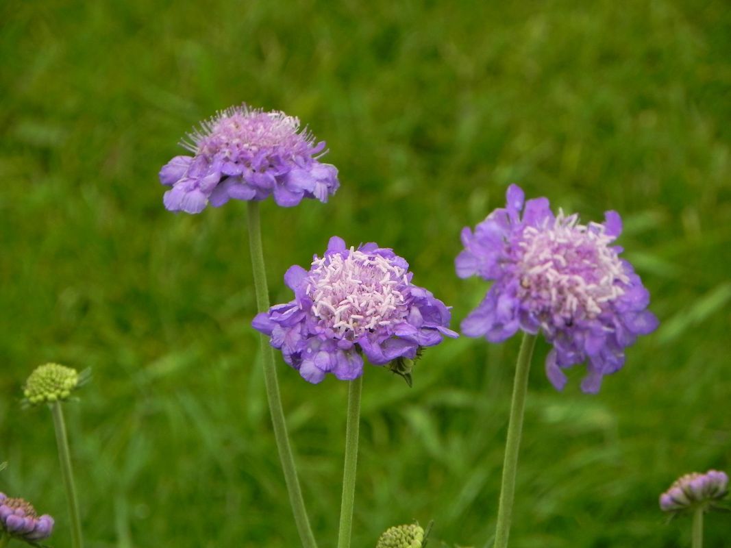 Scabiosa columbaria ‘Mariposa Blue’
