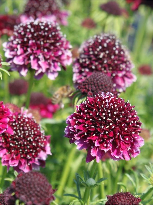 Scabiosa columbaria ‘Barocca’