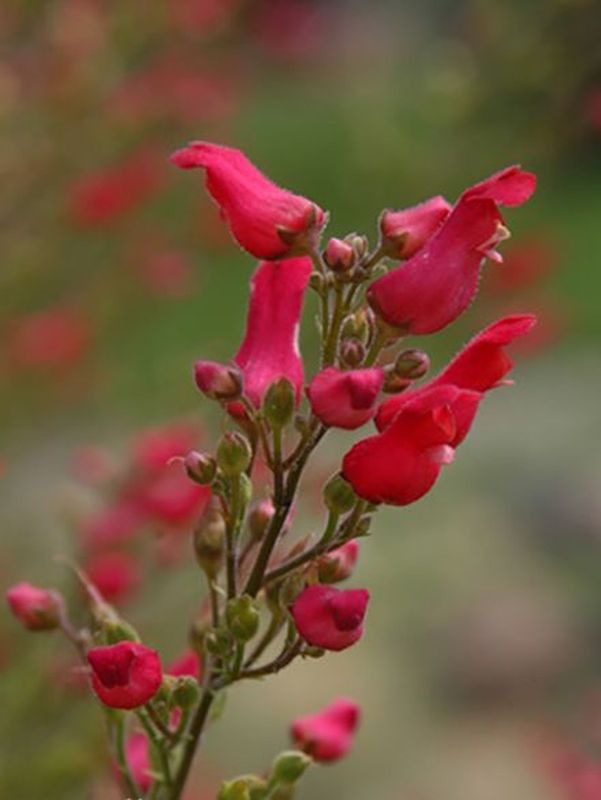 Scrophularia macrantha