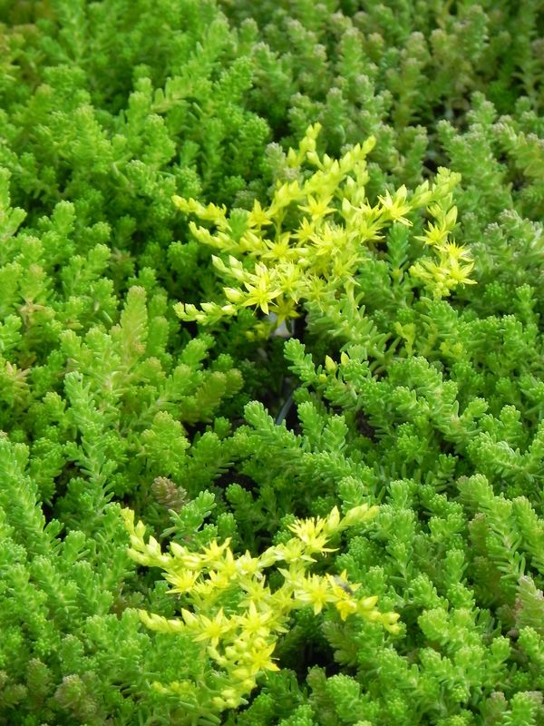 Sedum acre