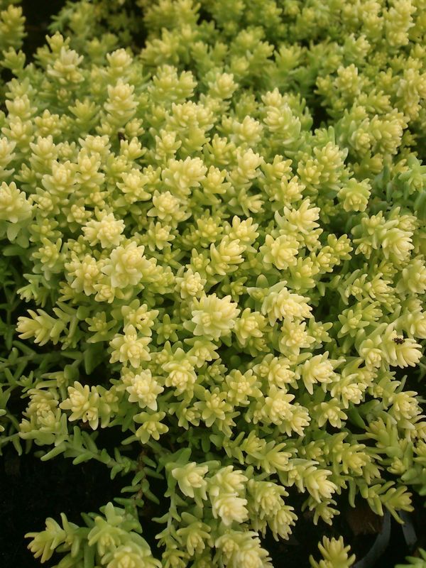 Sedum acre ‘Aurea’