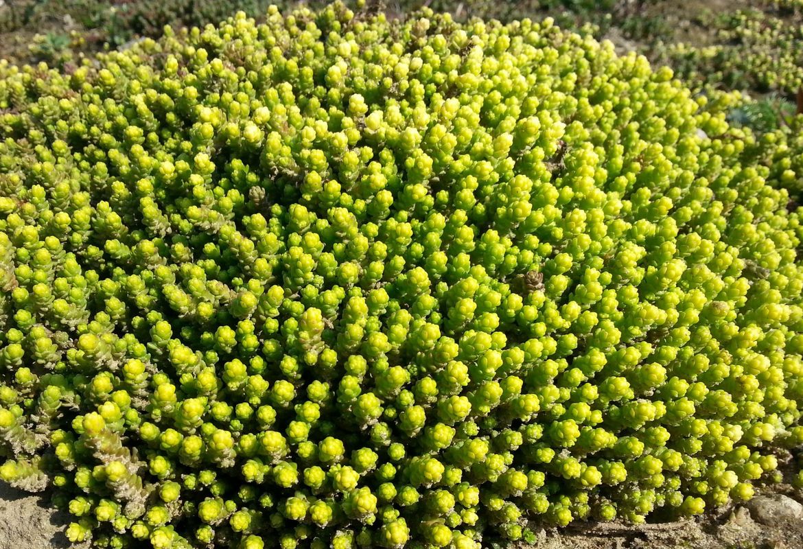 Sedum acre ‘Aurea’