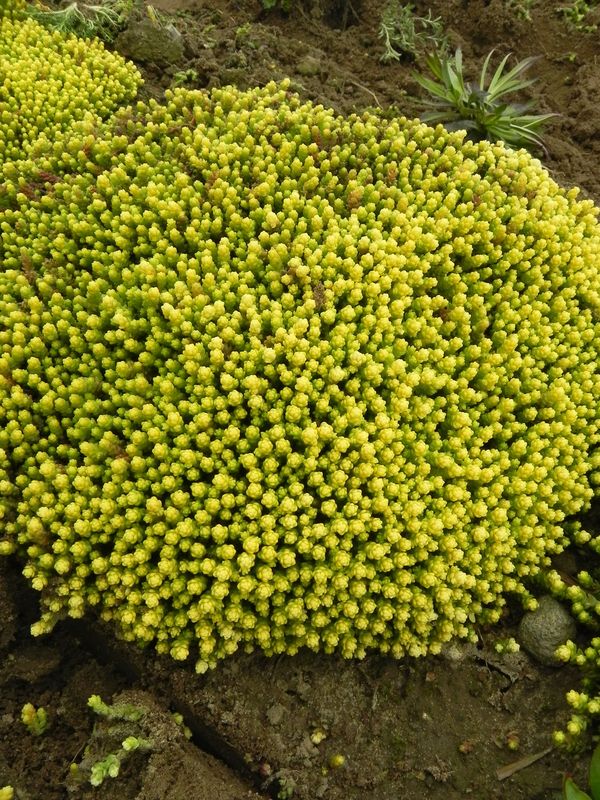 Sedum acre ‘Aurea’