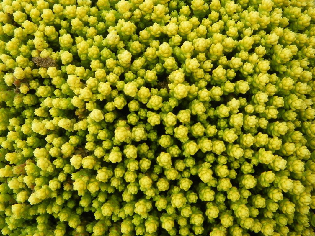 Sedum acre ‘Aurea’