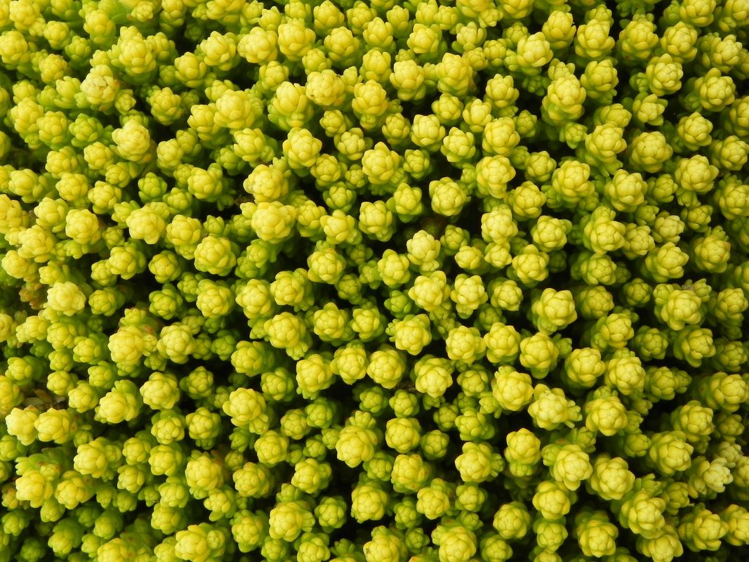 Sedum acre ‘Aurea’
