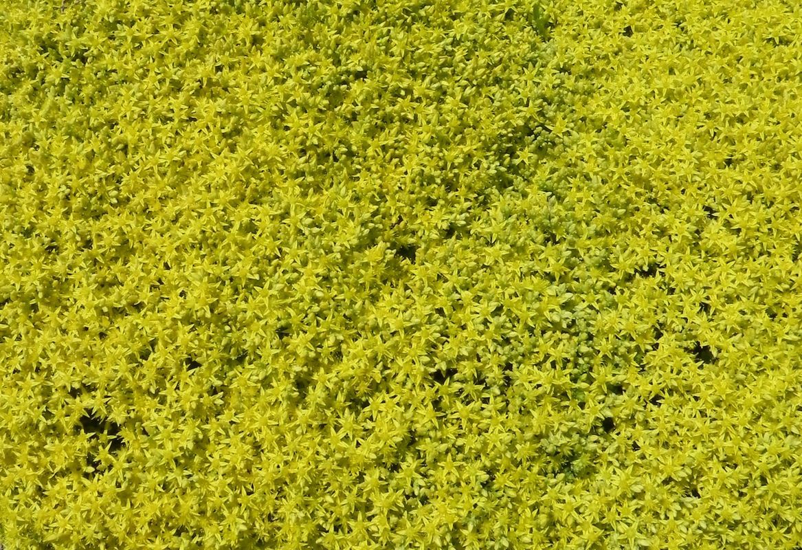 Sedum acre ‘Aurea’