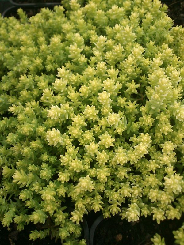 Sedum acre ‘Aurea’