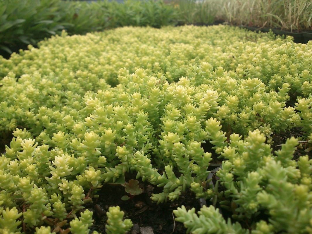 Sedum acre ‘Aurea’