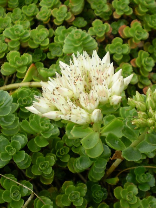 Sedum album