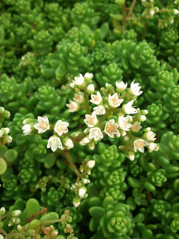Sedum album ‘Athoum’