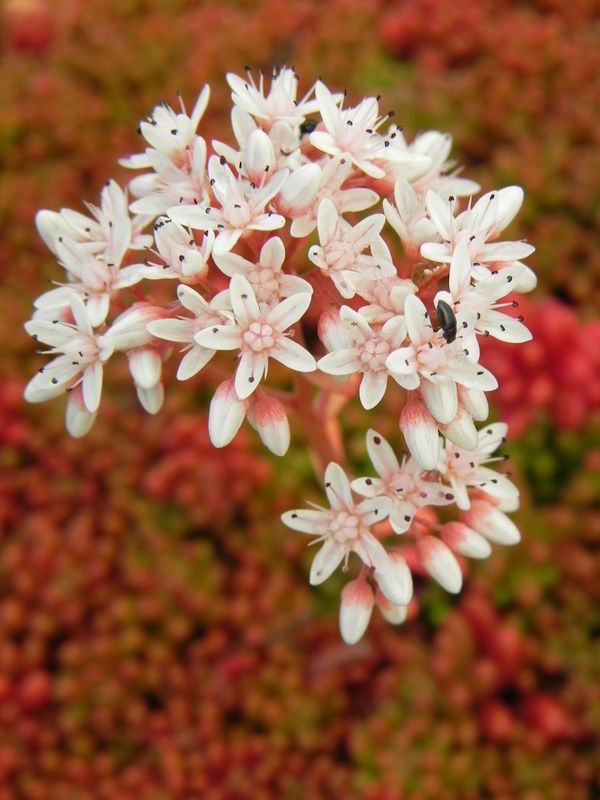 Sedum album ‘Coral Carpet’