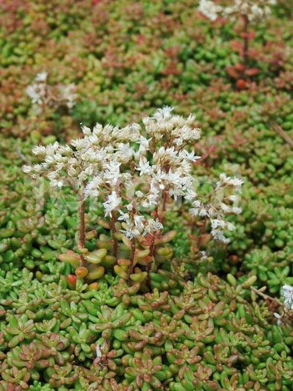 Sedum album ‘Murale’