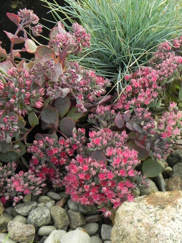 Sedum cauticolum