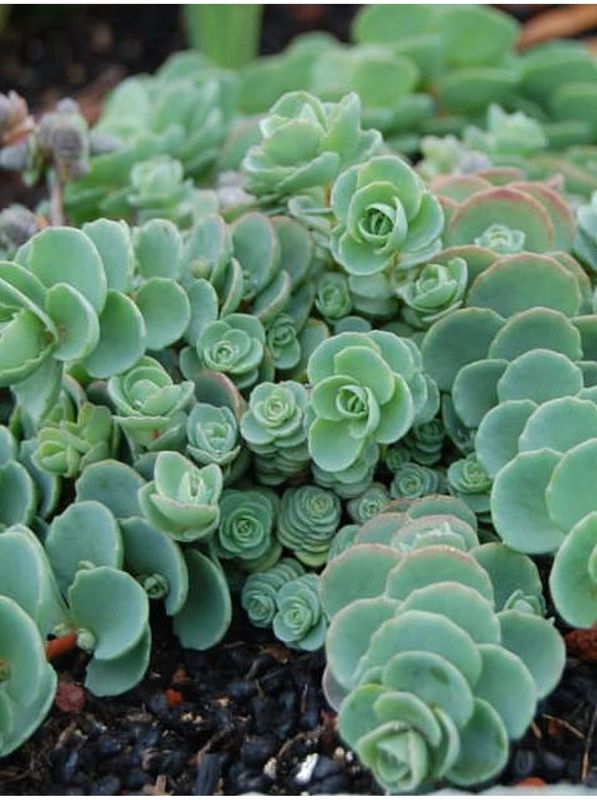 Sedum ewersii