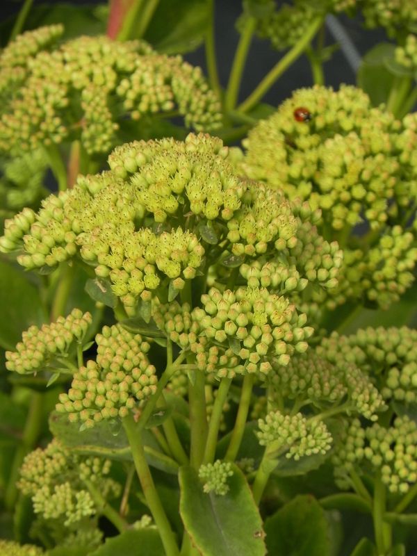Sedum hybride ‘Sunkissed®’