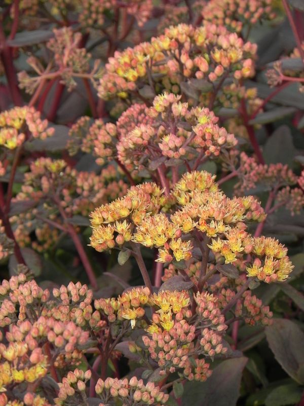 Sedum hybride ‘Yellow Xenox®’